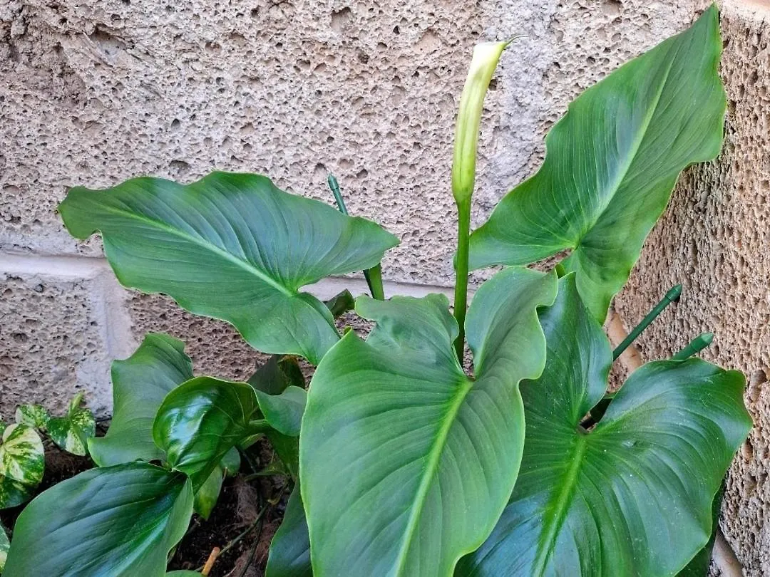 Habitacion Doble Con Bano Y Terraza Privada El Médano Pensión